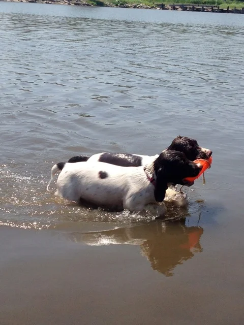 pup3.jpg