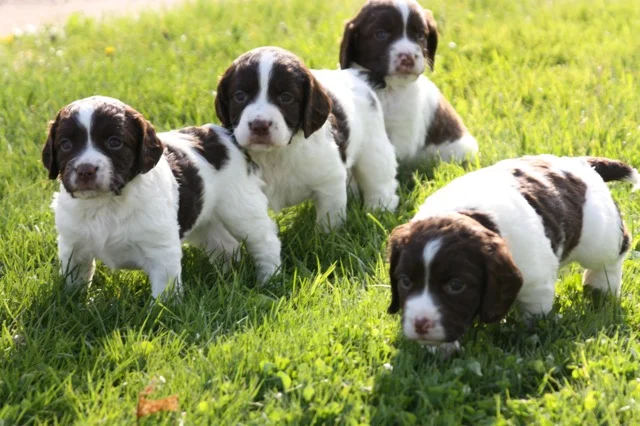 pup7.jpg