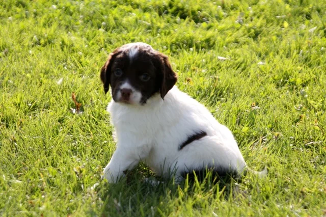 pup9.jpg