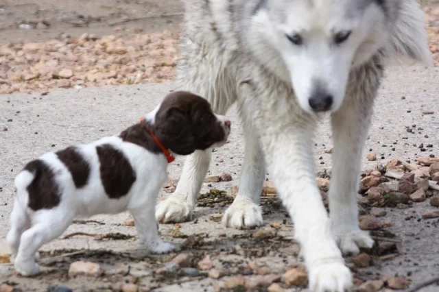pup10.jpg