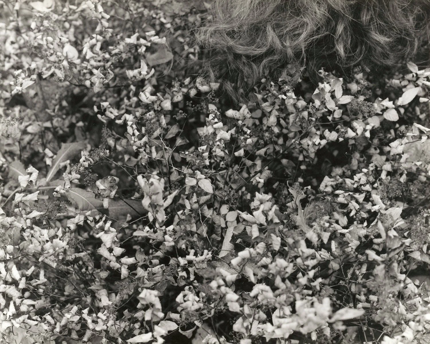 PS LE Homesick 11.jpeg