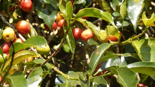 Usda Organic Fair Trade Coffee - YCFCU Yirgacheffe Ethiopia - Cherries
