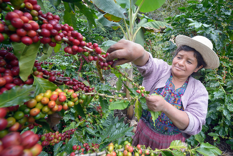 Usda Organic Fair Trade - ASUVIM Guatemala - Coffee Picker