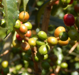 Usda Organic Fair Trade Coffee - CHICHU Yirgacheffe Ethiopia - Cherries