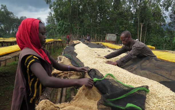 Usda Organic Fair Trade Coffee - CHICHU Yirgacheffe Ethiopia - Drying