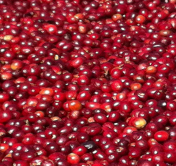 Usda Organic Fair Trade Coffee - CHICHU Yirgacheffe Ethiopia - Coffee Cherries