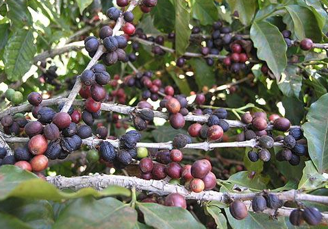 Usda Organic Fair Trade Coffee - Nossa Senhora De Fatima Brazil - Cherries