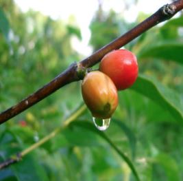 Usda Organic Fair Trade - Natural Sidamo Royal Select Water Ethiopia - Cherry