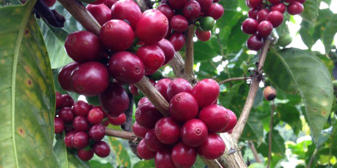 Usda Organic Fair Trade - Peru Sol y Café Peru - Cherries