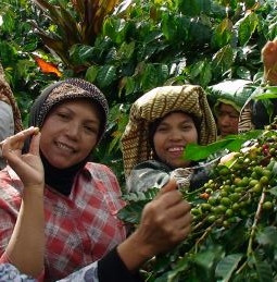 Usda Organic Fair Trade Coffee - Aceh Ketiara - Pickers