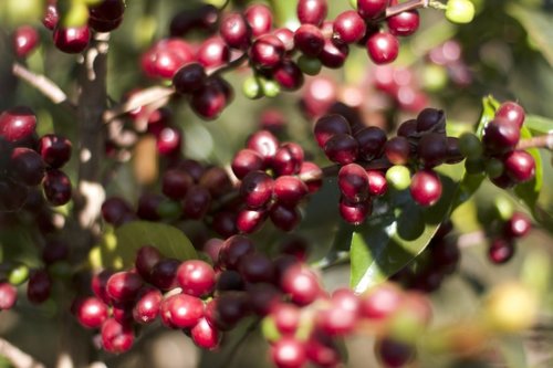 Usda Organic Fair Trade Coffee - DAMA Yirgacheffe Ethiopia - Cherries