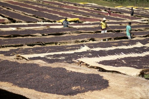 Usda Organic Fair Trade Coffee - DAMA Yirgacheffe Ethiopia - Drying of beans
