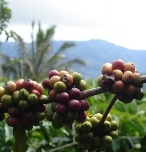 Usda Organic Fair Trade -Mandheling Royal Select Swiss Water Process Sumatra - Cherries (Copy)