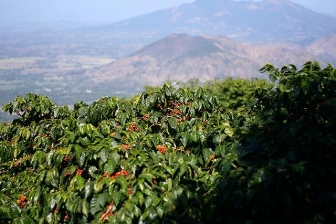 Usda Organic Coffee - Natural Robusta Madagascar - Cherry Tree