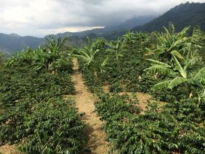 Usda Organic Fair Trade Coffee - Tatama Excelso - Swiss Water Decaffeinated Colombia - Coffee Field