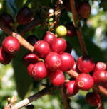 Usda Organic Fair Trade Coffee - Guatemala Huehuetenango Adiesto - Cherry