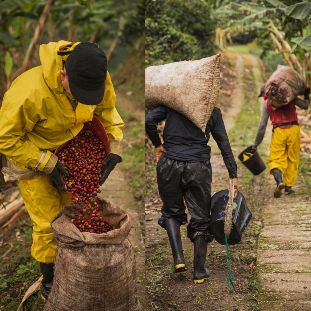 Coffeecrop farmers.png