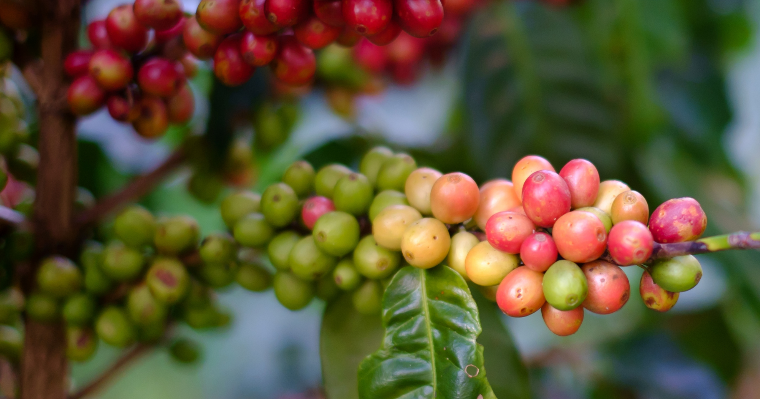 guatemcoffee.png