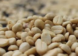 Parchment Coffee Bean 