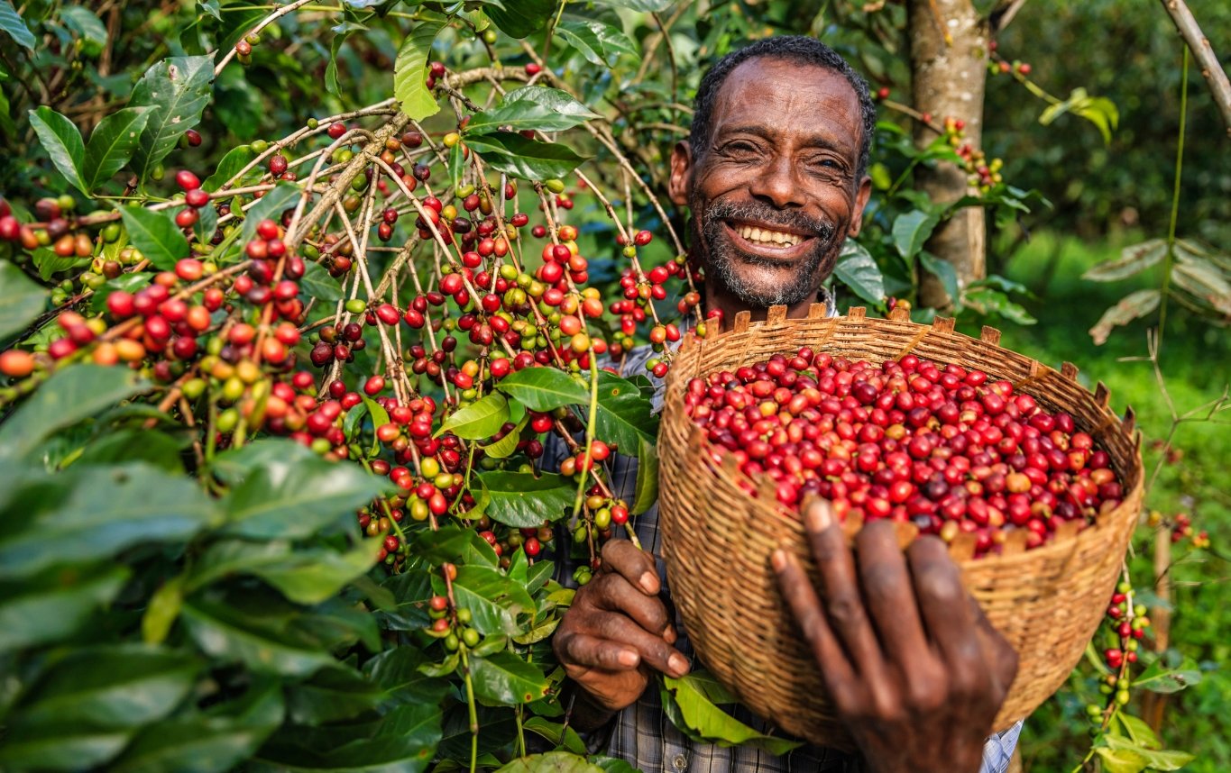 Decaf EthiopiaUntitled (780 × 490 px).jpg