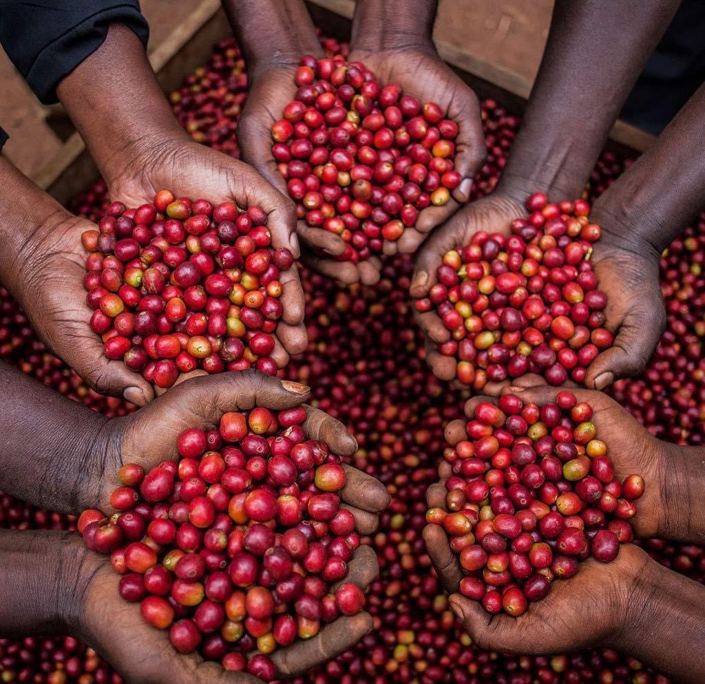 USDA Organic Fair Trade Coffee - YCFCU Yirgacheffe Ethiopia - Cherries