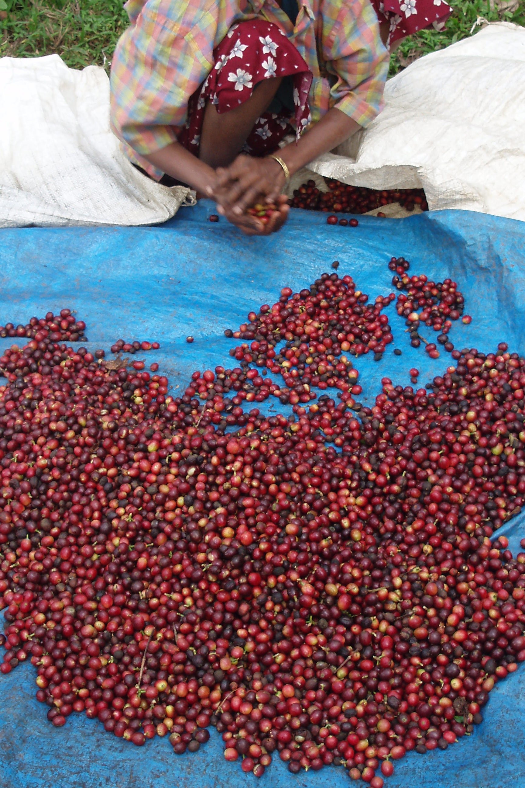 Cherry AA Robusta India Organic Fair Trade (Copy) (Copy)