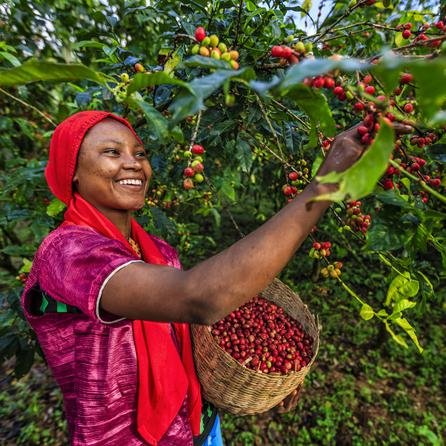 Sidano Gr 2 Ethiopia Organic Fair Trade (Copy) (Copy) (Copy)