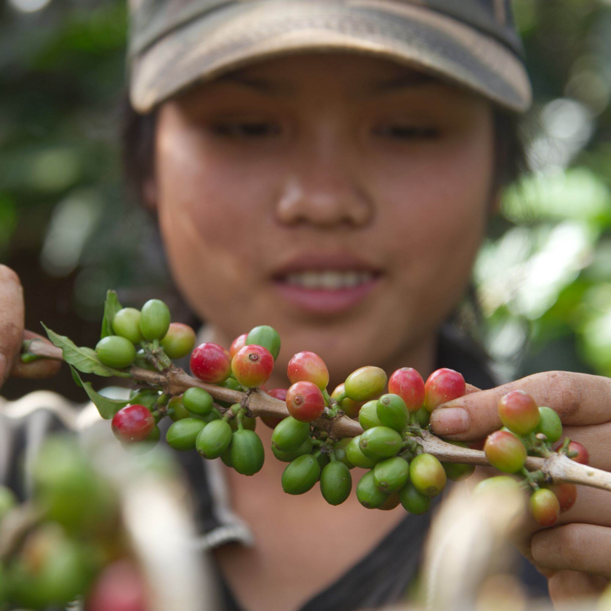 Mandheling Sumatra Indonesia Coffee Organic Fair Trade (Copy) (Copy) (Copy) (Copy) (Copy)