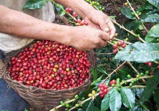 Peru Organic Coffee (Copy) (Copy) (Copy)