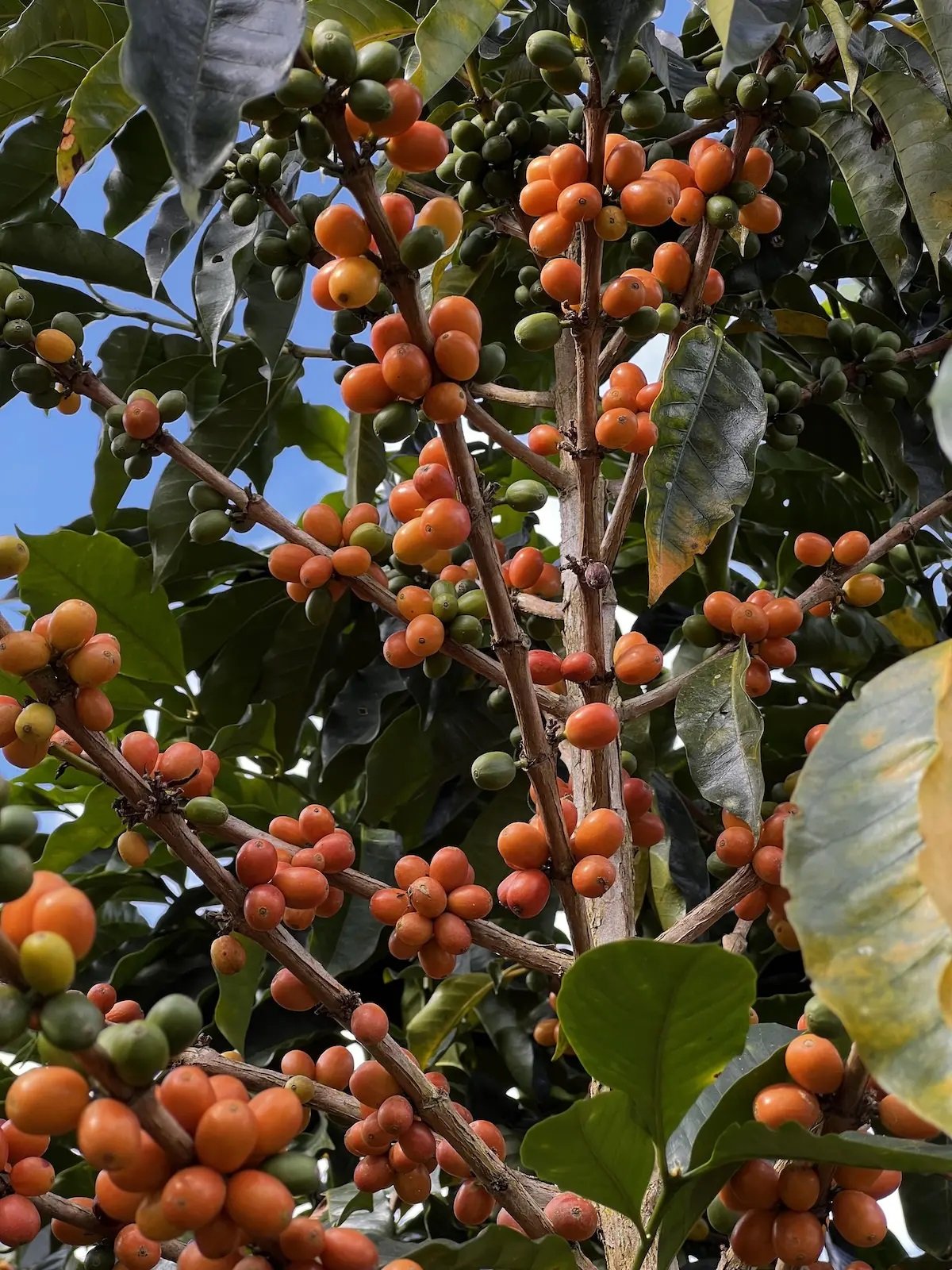 Peru Organic Coffee (Copy) (Copy) (Copy) (Copy) (Copy)