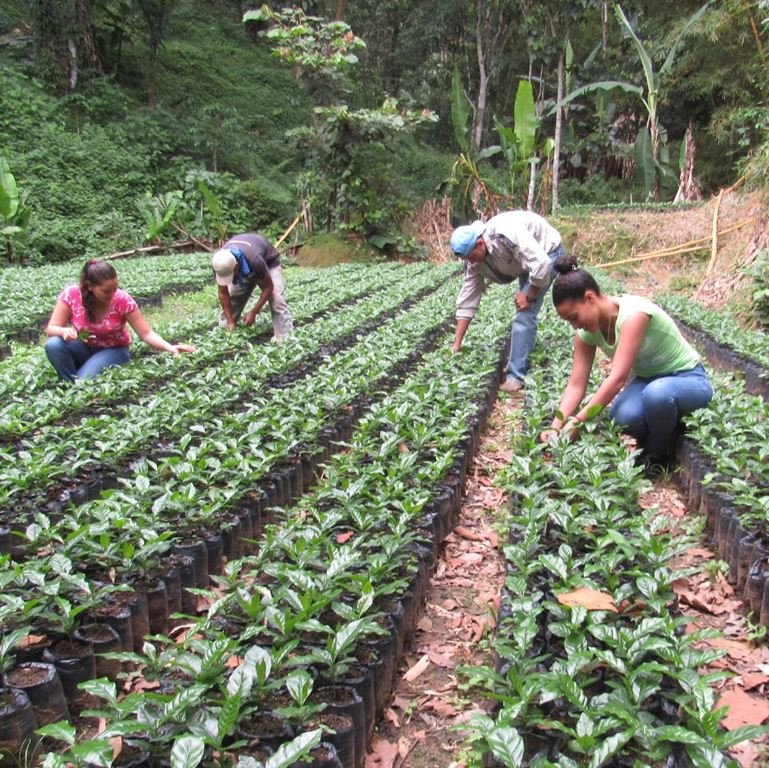 Nicaragua Rio Coco CORCASAN Organic Fair Trade (Copy)