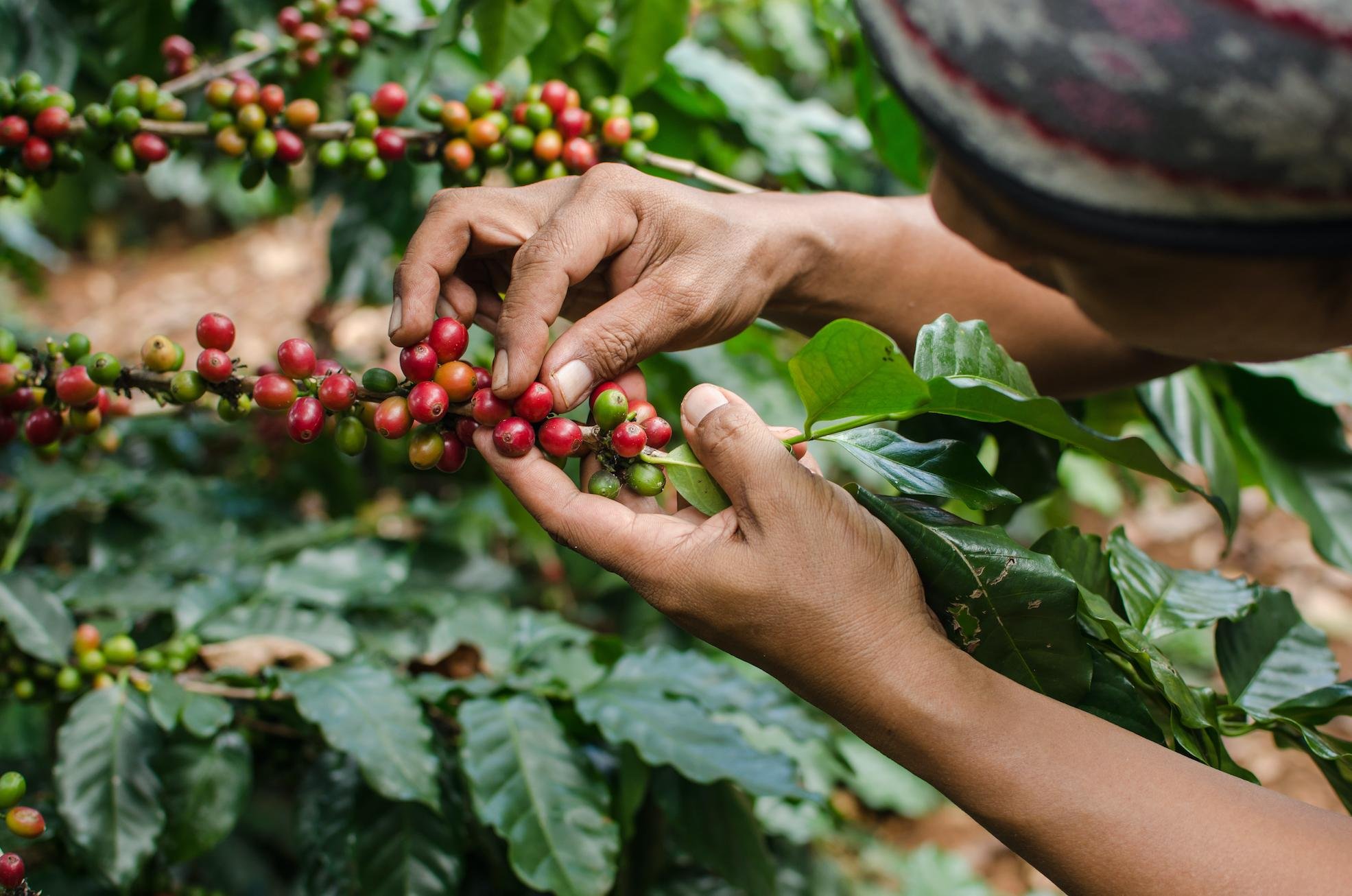 Nicaragua Rio Coco CORCASAN Organic Fair Trade (Copy)
