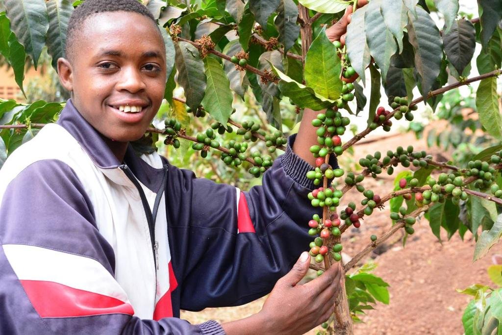 Kaderes Peasants Tanzania Organic Fair Trade - Guy Coffee Picker