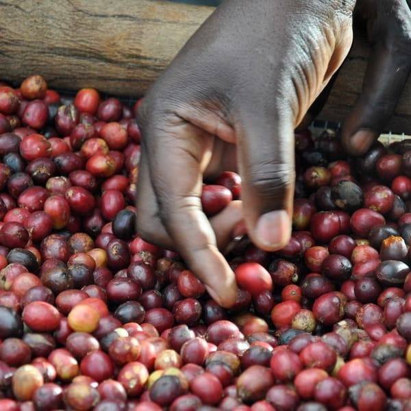 Tanzania Organic Robusta