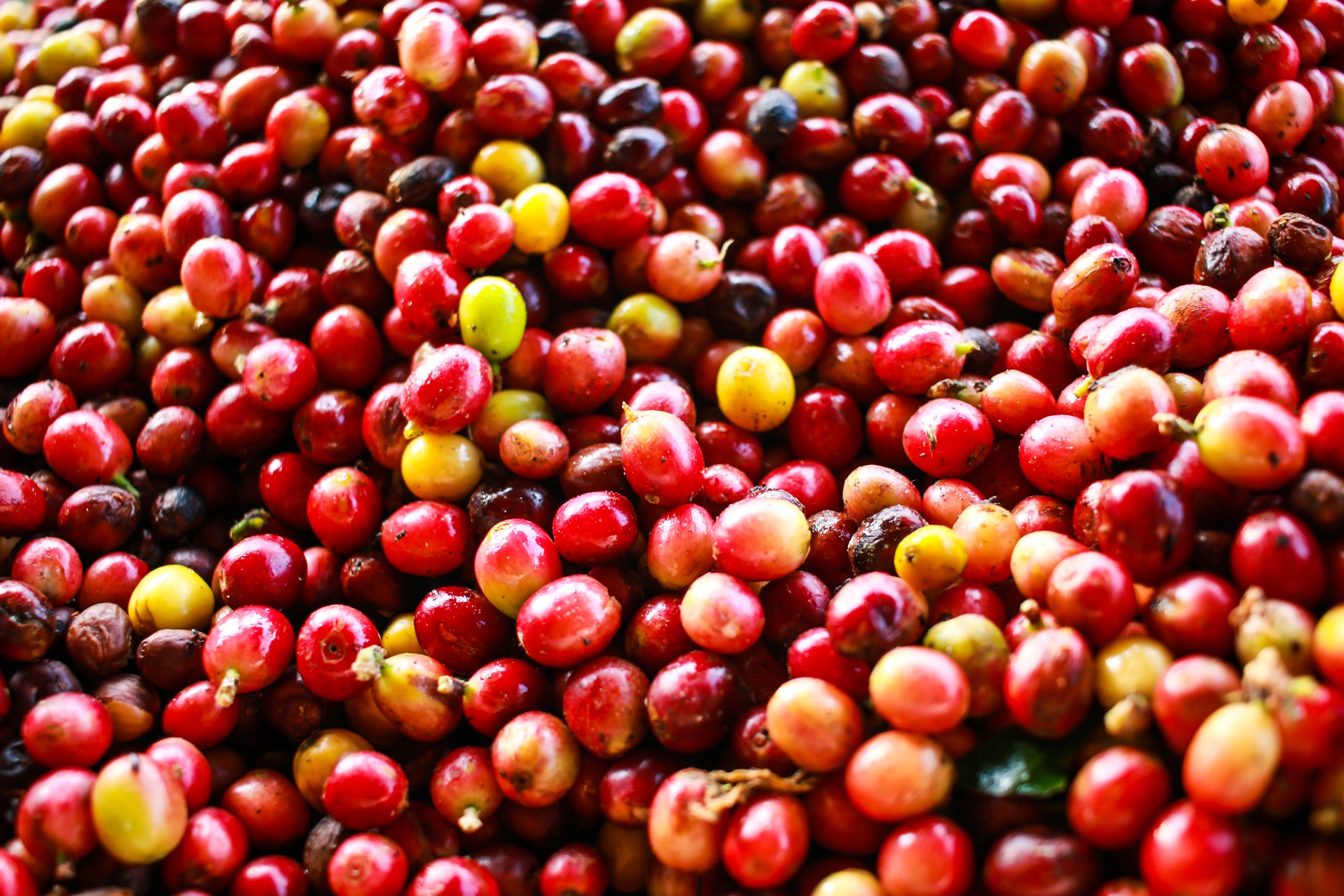 Tanzania Organic Robusta