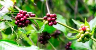 Organic Sumatra Decaf Swiss Water - Coffee Cherries