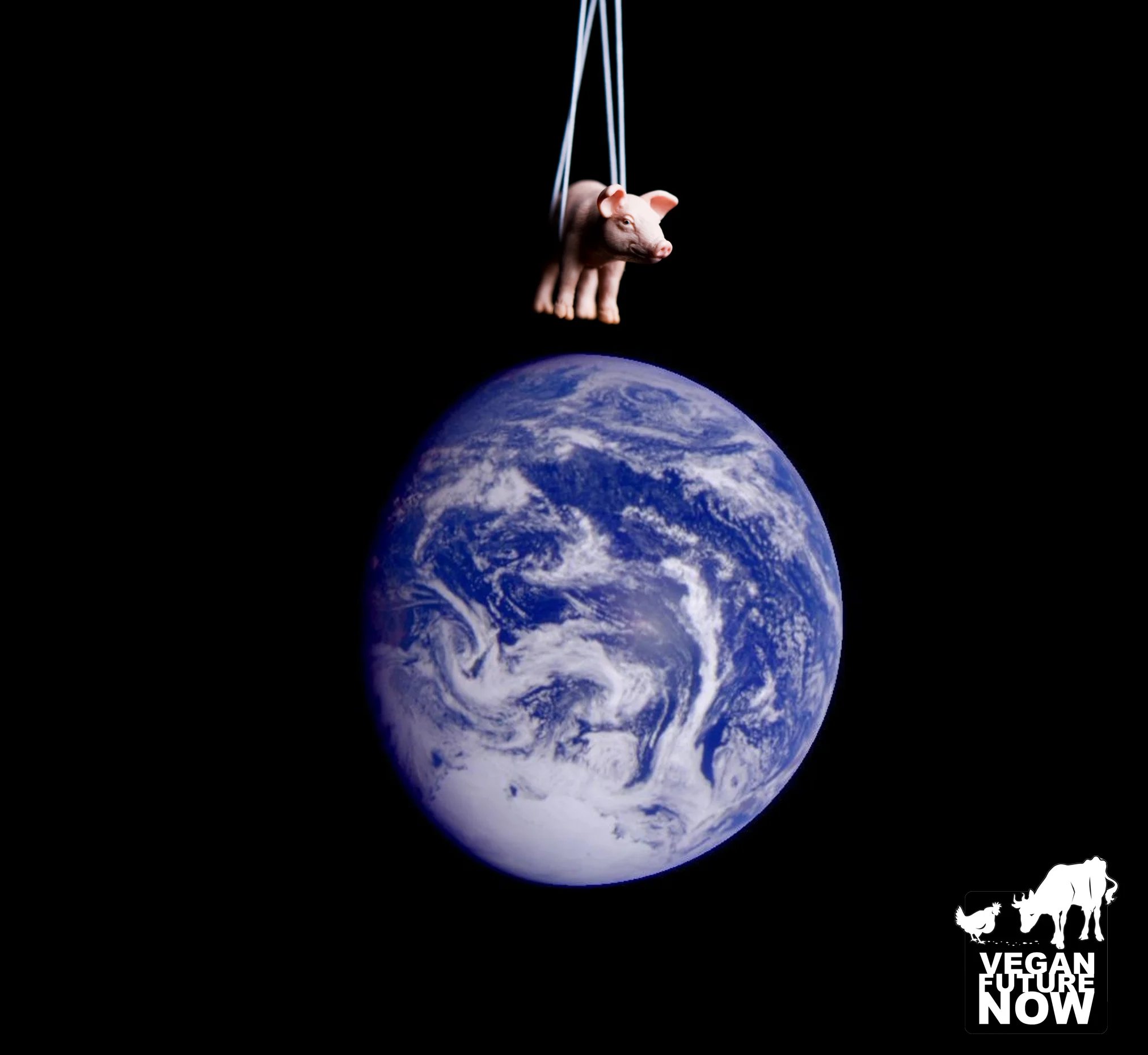 This rare and fascinating photograph of a pig being put on Earth to satisfy the caprices of human beings shows with extraordinary clarity precisely what did not happen to the world's billions of non-human animals. 