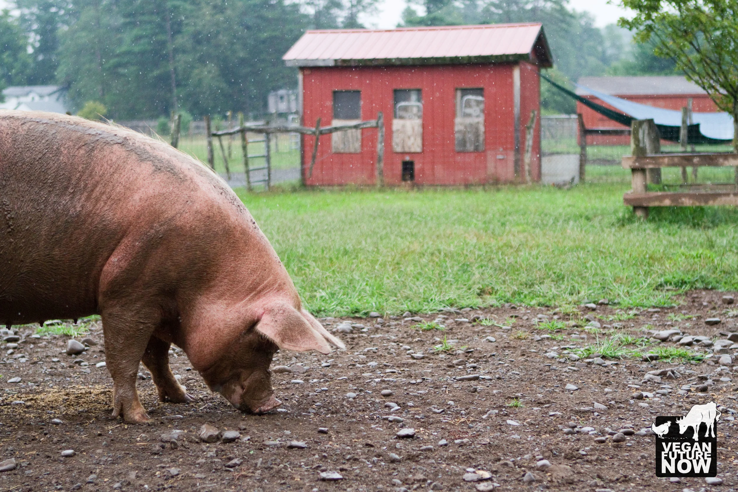 Just one of the many blissful (and handsome!) residents of Woodstock Farm Animal Sanctuary
