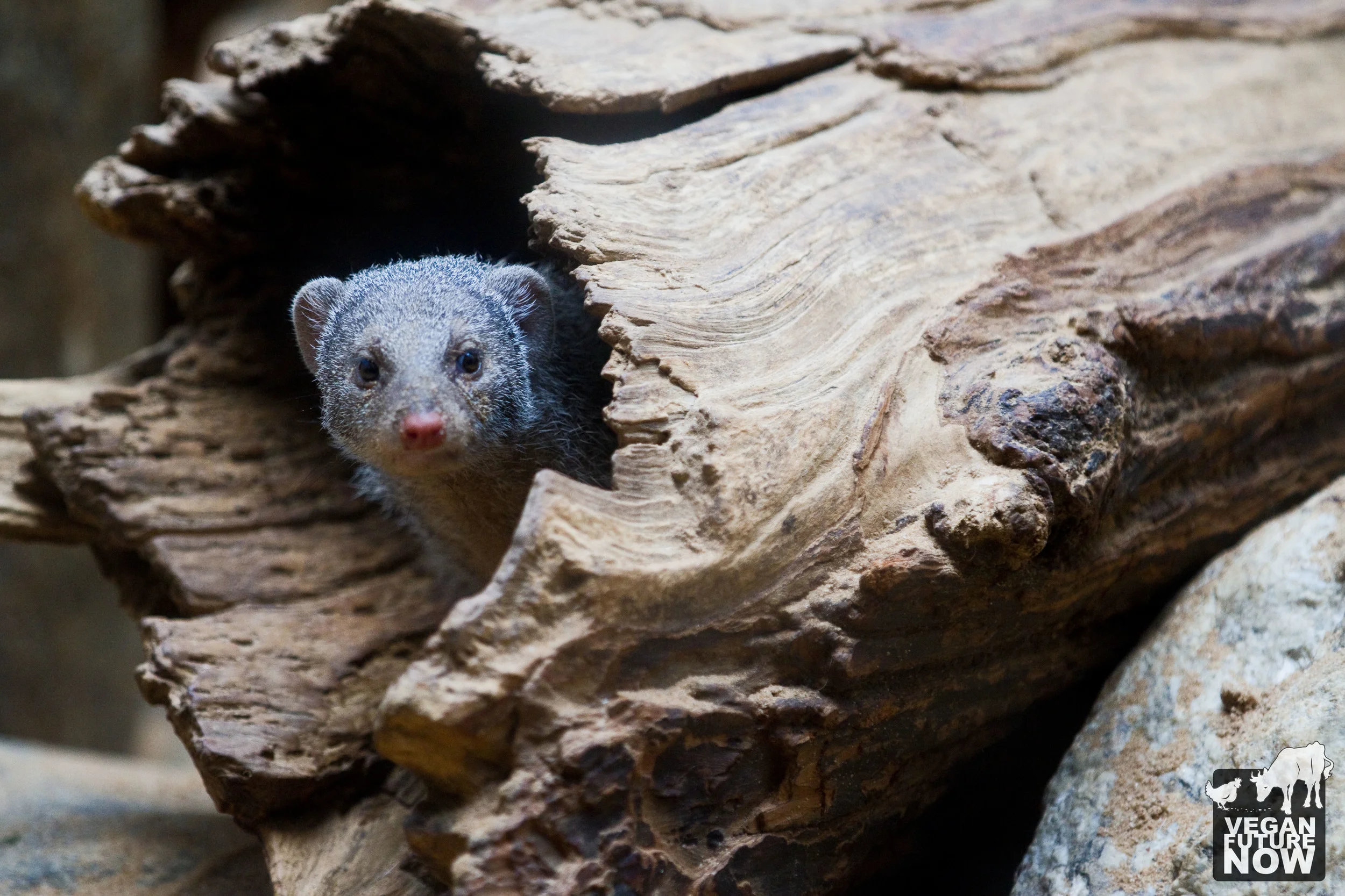 The native environment of the banded mongoose (Mungos mungo) is the grasslands and savannas of eastern and central Africa, where his home is often a large termite mound. The banded mongoose in this photo lives inside a fake log in New York City. To learn more about the banded mongoose, there's no need to visit a zoo. Wikipedia will tell you everything you need to know about this fascinating Earthling: http://en.wikipedia.org/wiki/Banded_mongoose
