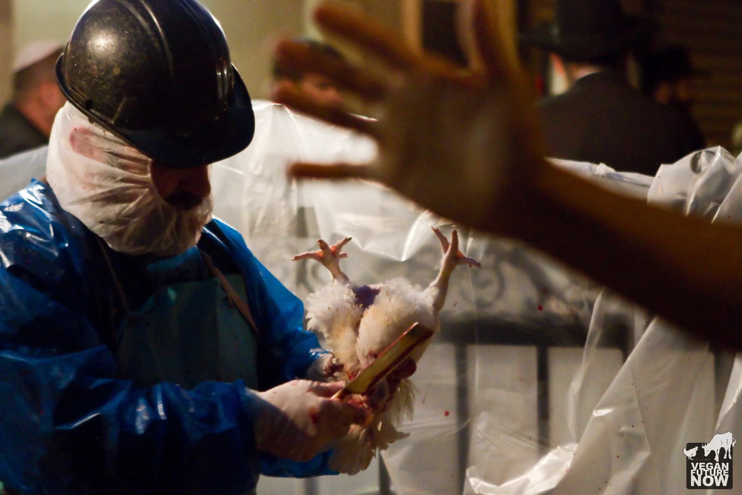 Another chicken dies under the rabbi's knife. The hand in the foreground belongs to one of the many participants who made numerous, aggressive attempts to thwart my efforts to document this barbaric cruelty.