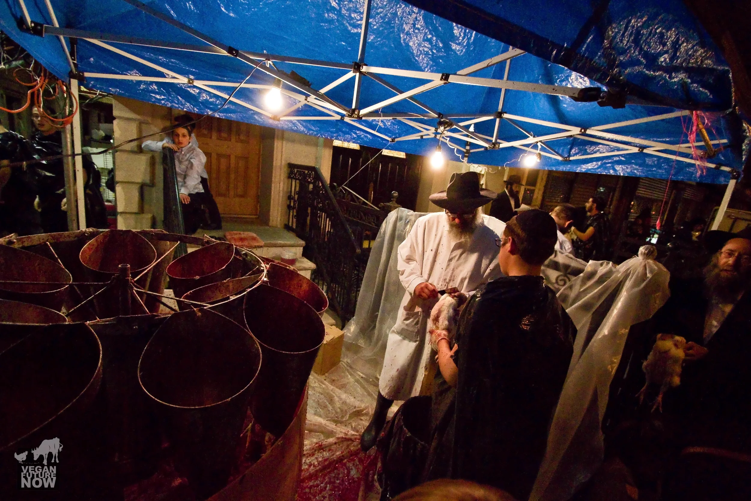 The rabbis take shifts at the killing station. This rabbi seems to prefer holding chickens with the heads oriented toward him, rather than away from him, when he slits their throats.