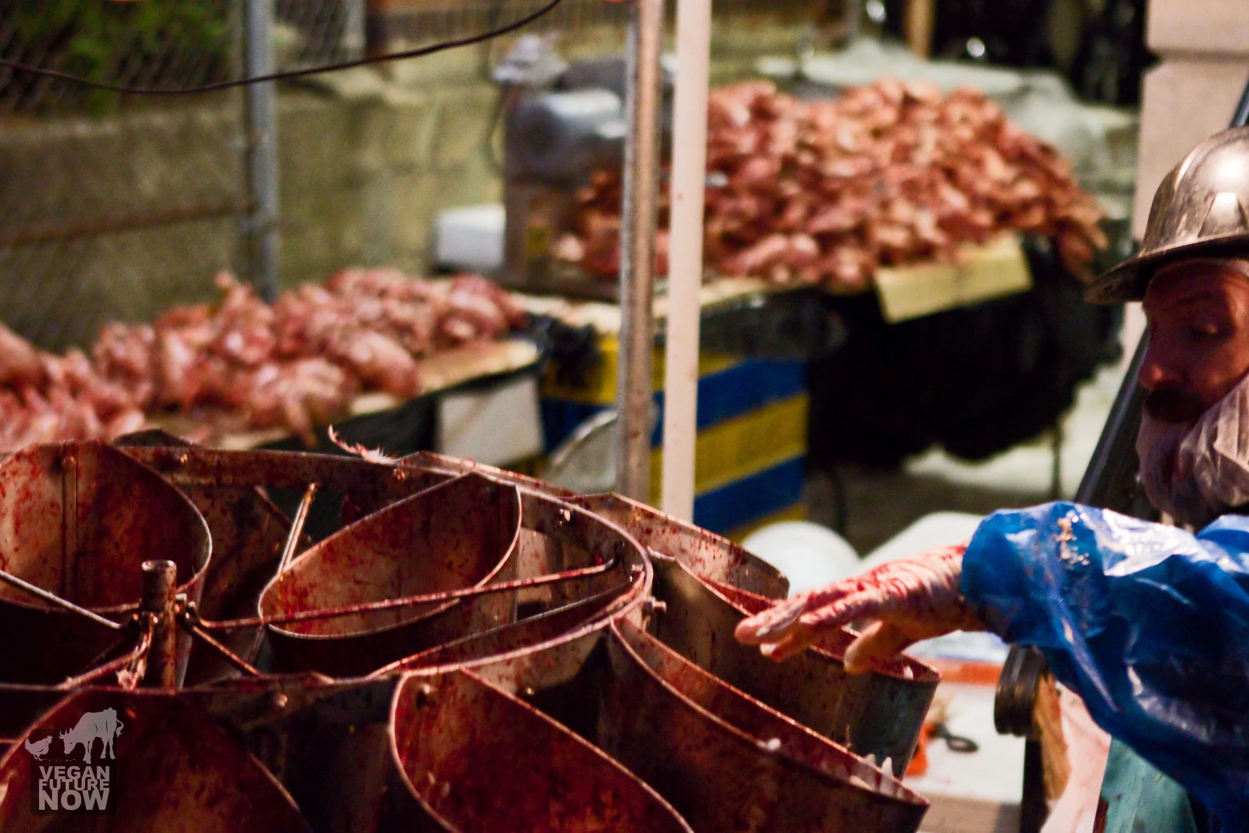 Once their throats are slit, the chickens are stuffed headlong into the "kill cones" in order to drain more of their blood. The chickens were often still conscious at this stage and many struggled (some successfully) to escape from the cones.