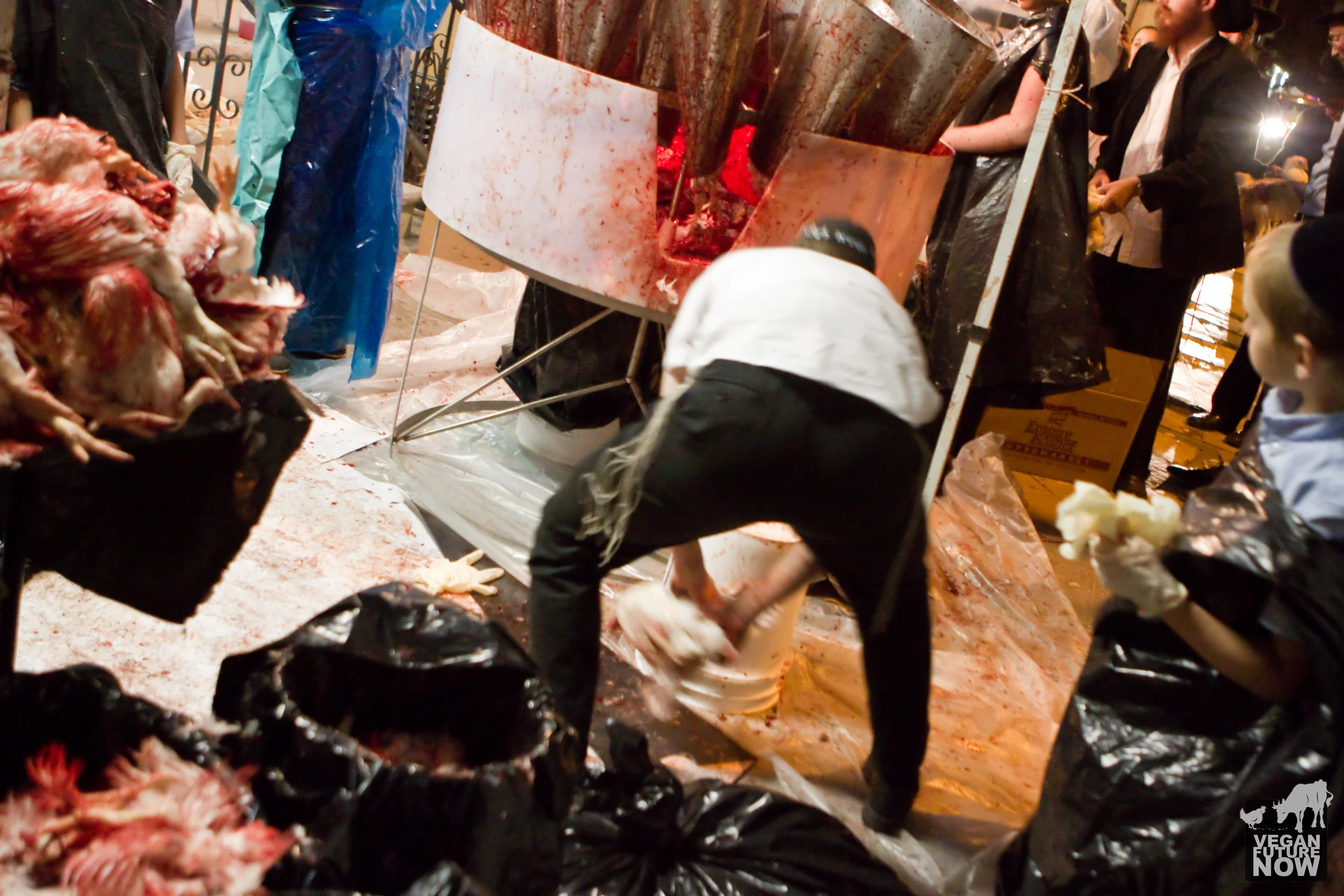 A boy struggles to subdue a chicken who (though gravely injured) managed to escape from her kill cone.