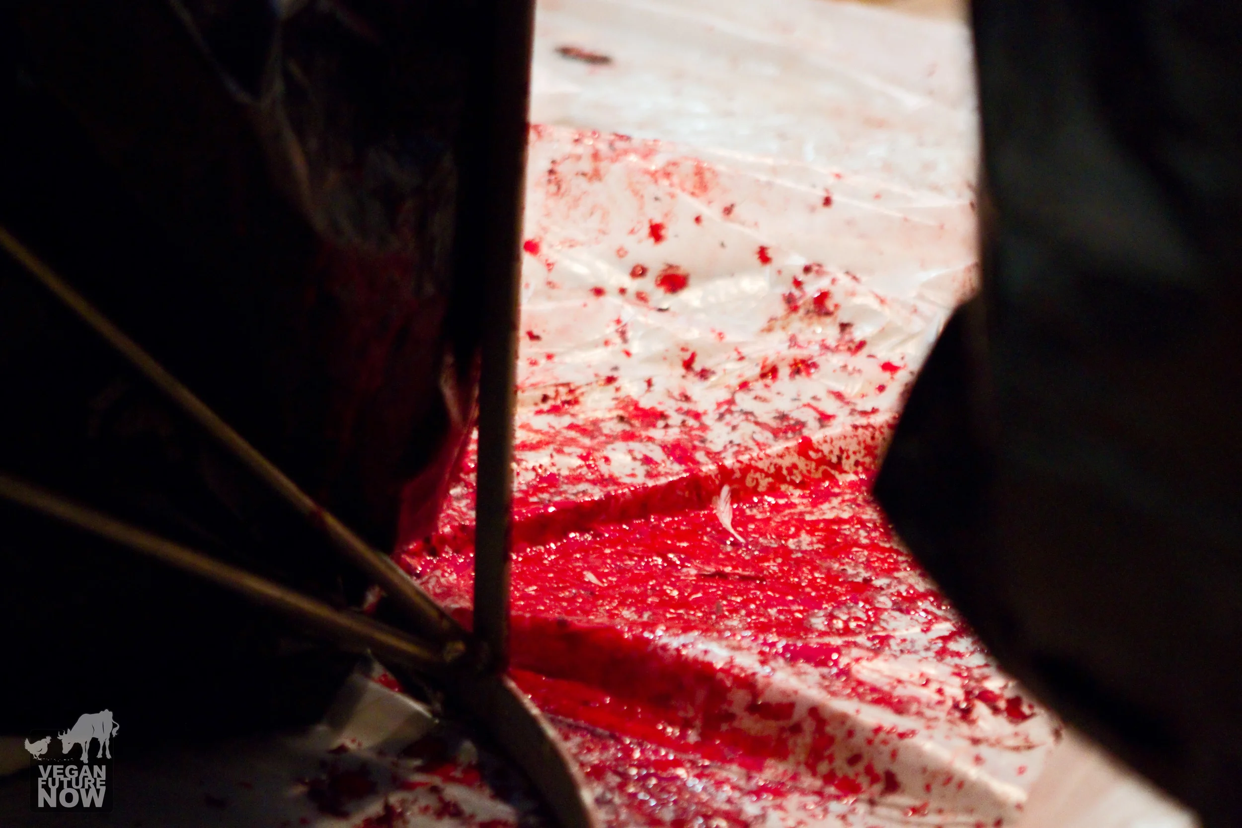 The blood of an untold number of chickens on the floor near the rabbi's feet.