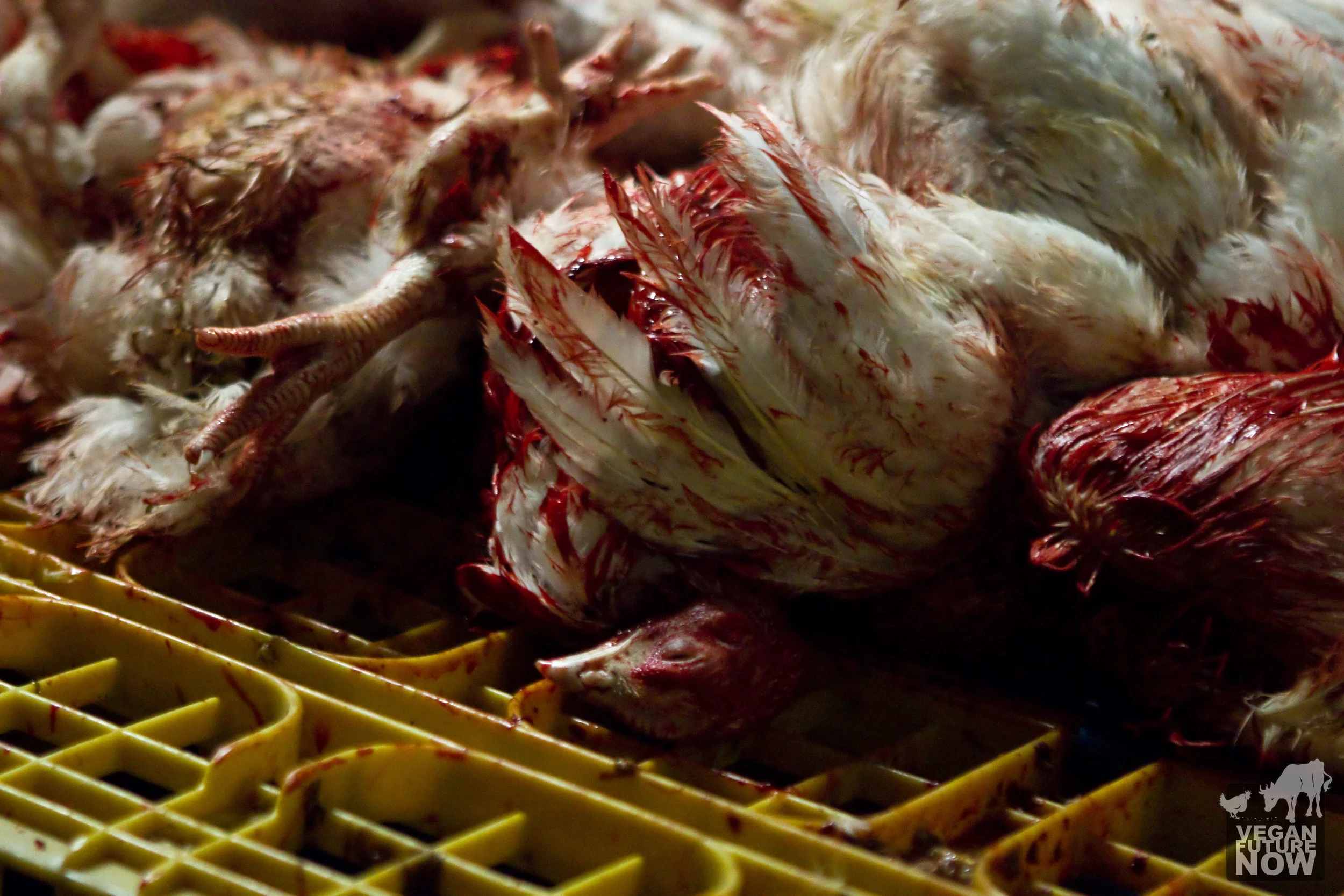 After being slaughtered and drained, the bodies of the victims are thrown onto a pile of crates, the beginning of the disassembly line.