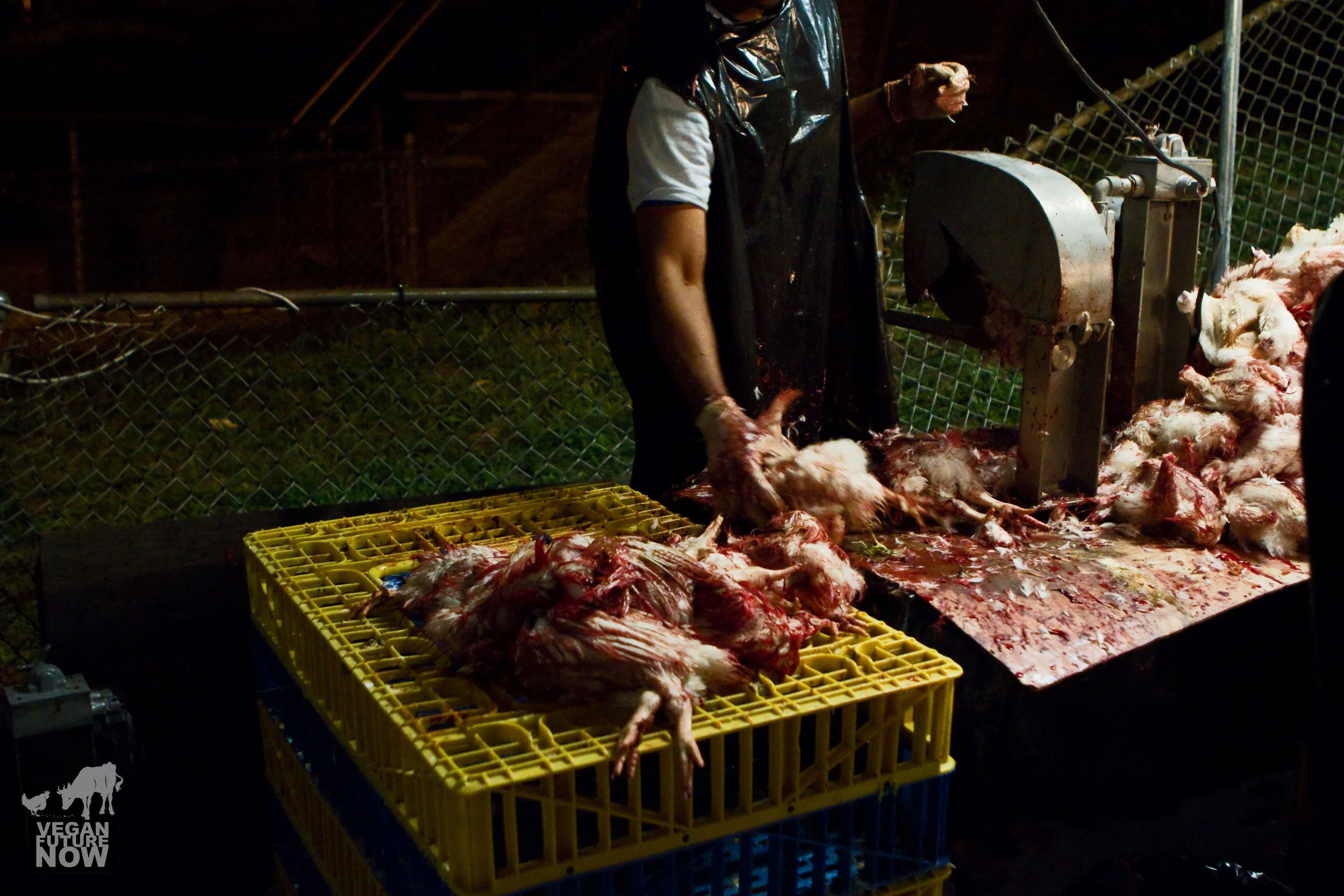 A man working the disassembly line grabs a chicken and begins the dismemberment process.