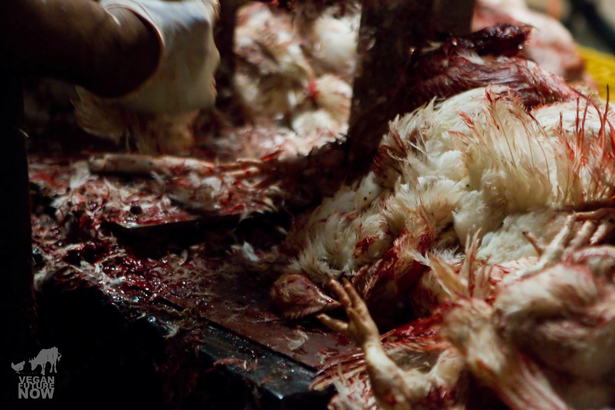 The first stage of disassembly of the victims is having their feet, wings, and heads cut off with an industrial saw