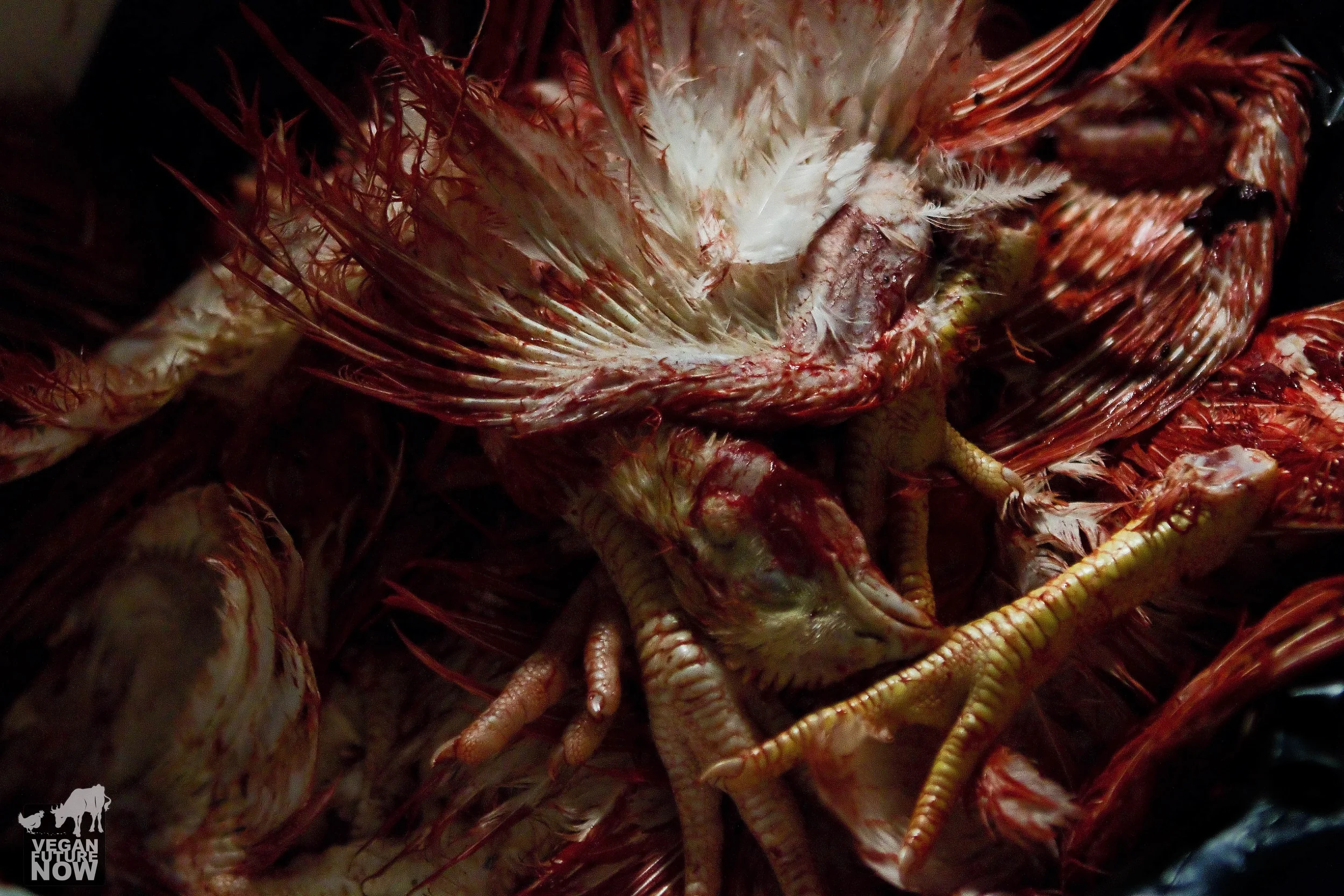 Body parts thrown away, like so much refuse.