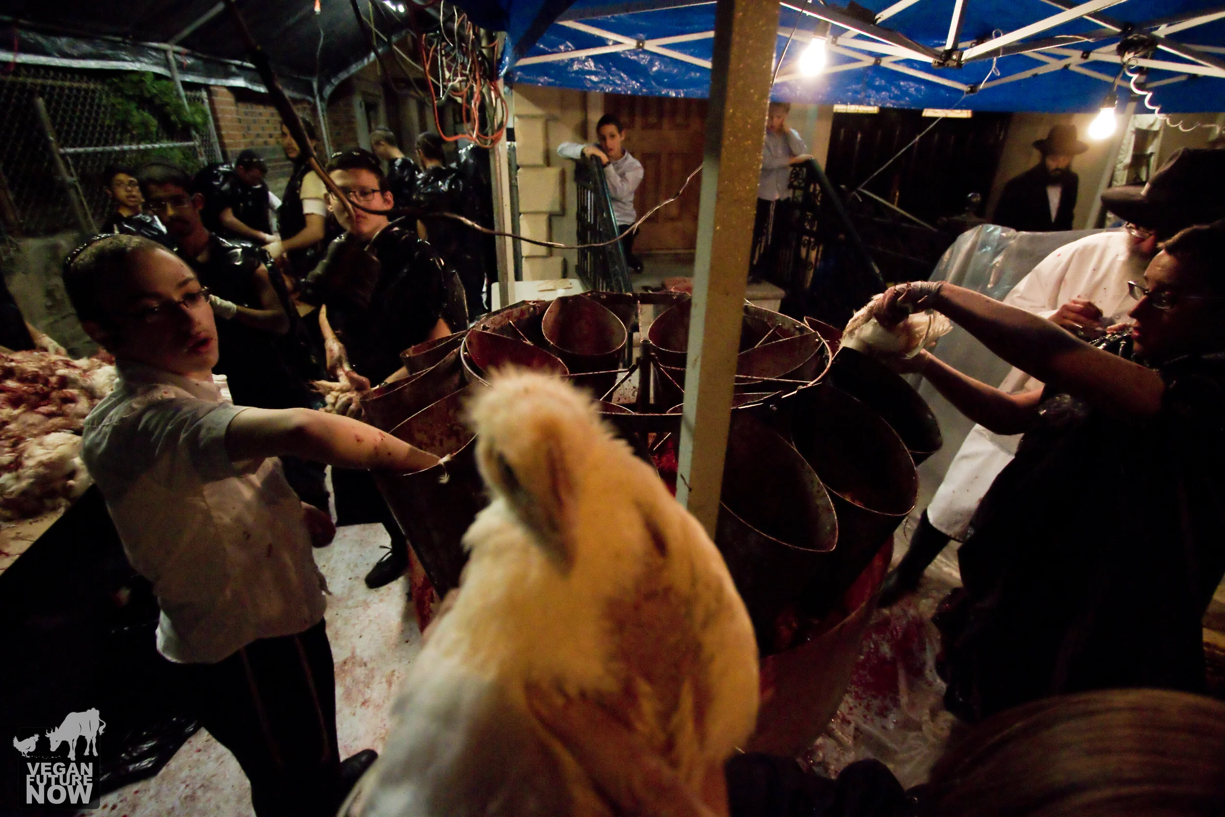 This photo represents one of the many attempts that the practitioners made to obstruct my view of the proceedings and prevent me from documenting the slaughter. The chicken in the foreground was repeatedly thrust in front of my camera by a belligerent woman who had as little consideration for the life of the animal in her hands as she did for my First Amendment rights. 