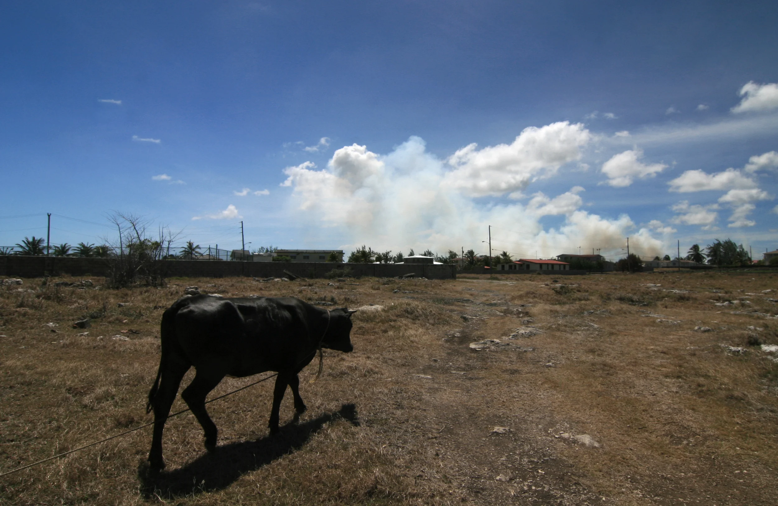 Animal agriculture is the number one driver of deforestation on the planet. In the United States alone, over 260 million acres of forest have been clearcut and converted to cropland for cattle.